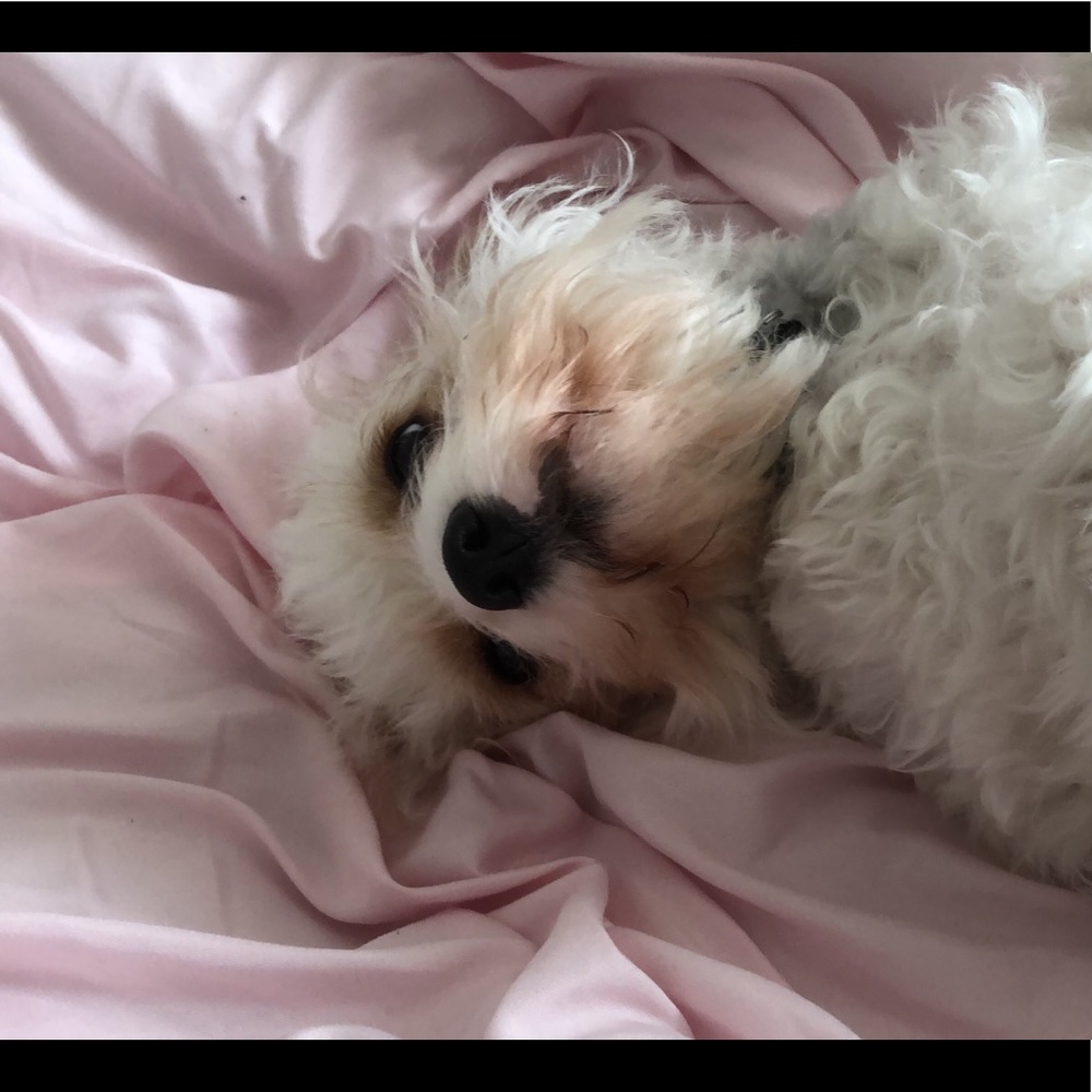 Meet your Posher, Valeria